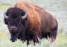 Are buffalo endangered?