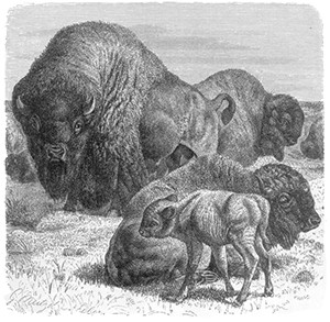 Bison Family Drawing