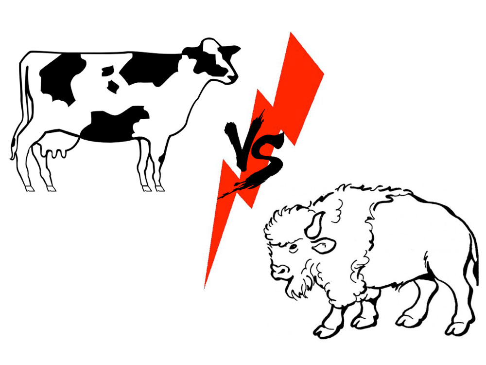 Buffalo vs Cow