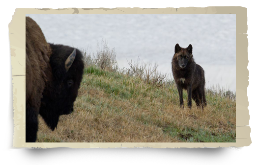 wolf and buffalo photo frame