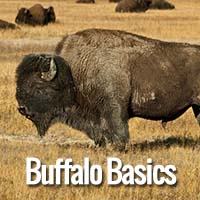 buffalo basics