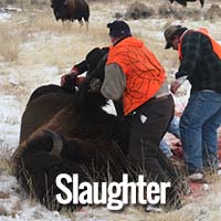 Buffalo Slaughter