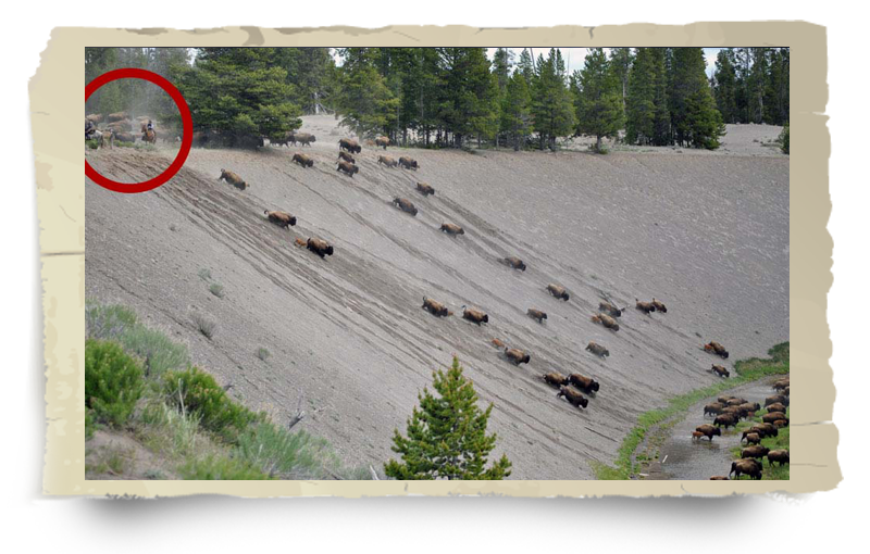 Montana department of livestock hazing buffalo