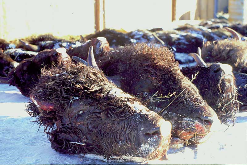Yellowstone Buffalo heads