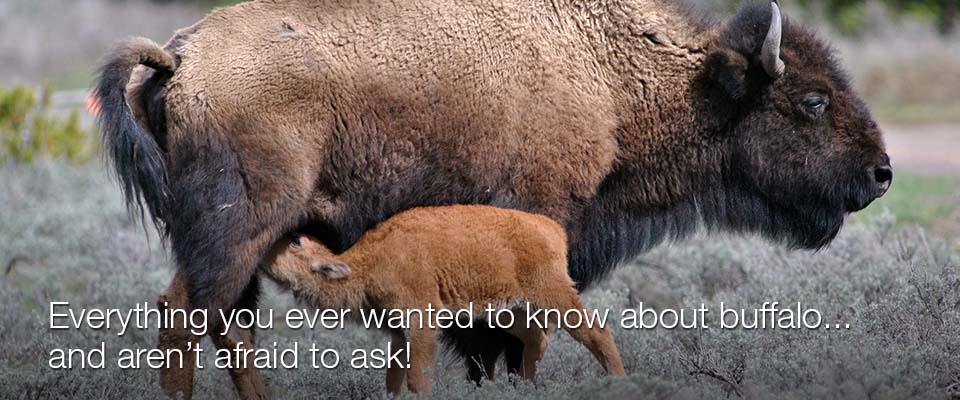 buffalo and calf