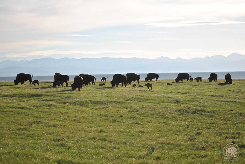 overpopulation of wild bison fact sheet