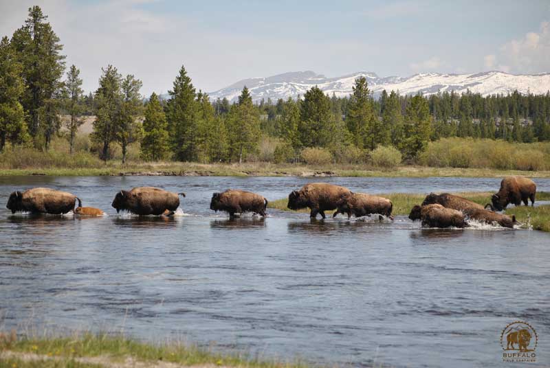 How many wild buffalo are there in the United States? are they?