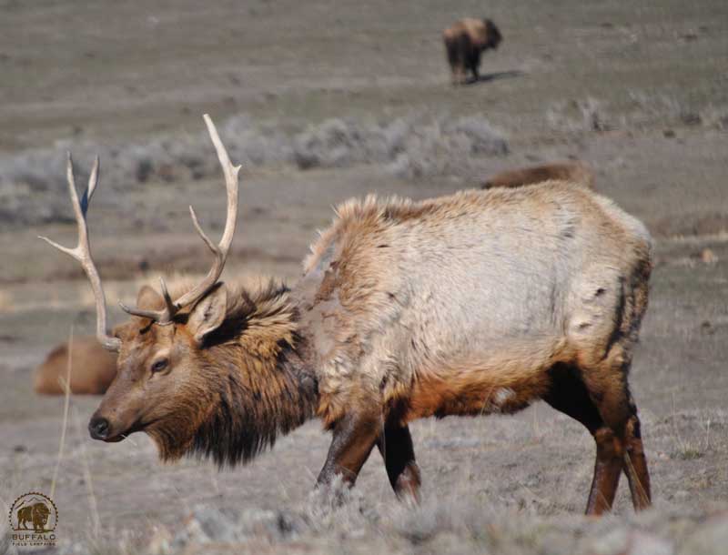what about the yellowstone national park elk infected with brucellosis