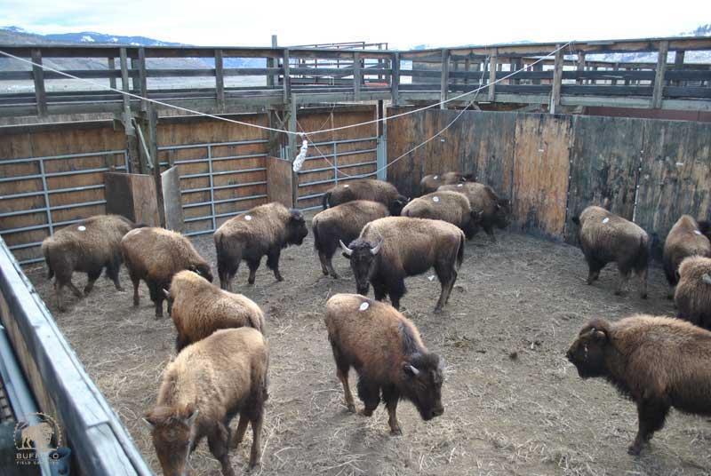 what are the solutions to the yellowstone buffalo slaughter