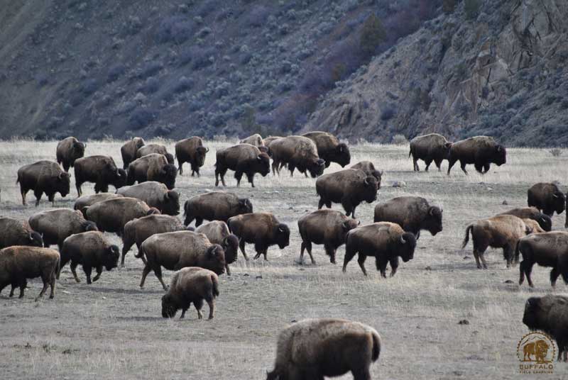 what is the buffalo or bison carrying capacity of yellowstone national park