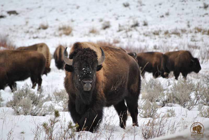 who gets the slaughtered yellowstone buffalo meat