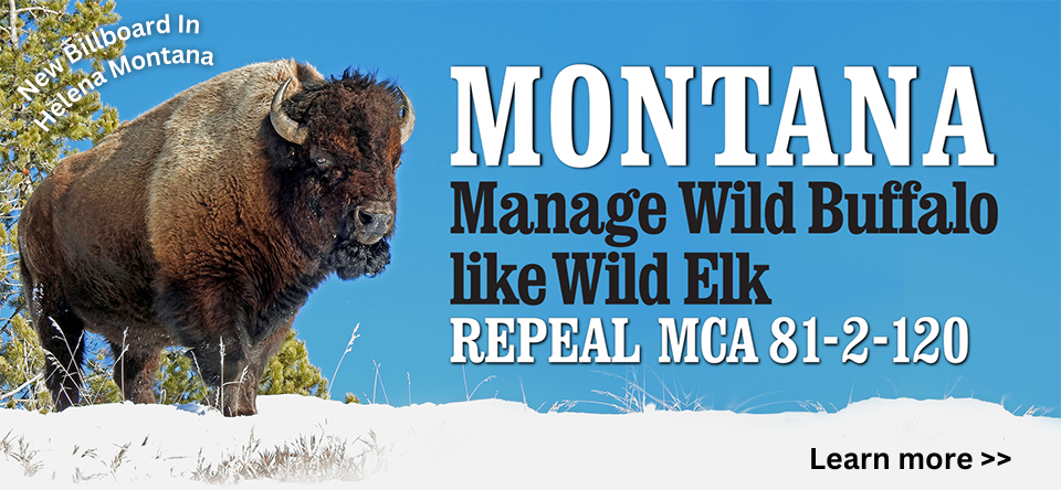Buffalo Field Campaign: Working to Stop the Yellowstone Bison Slaughter Buffalo Field Campaign: Working to Stop the Yellowstone Bison Slaughter