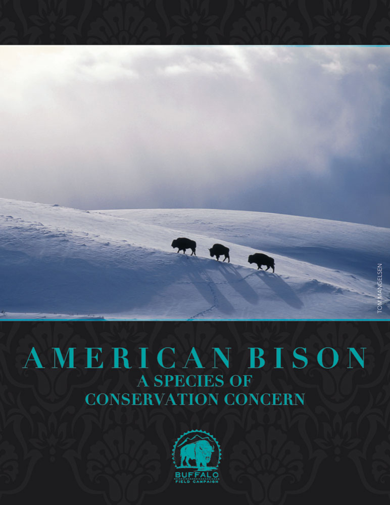 COVER American Bison A Species of Conservation Concern
