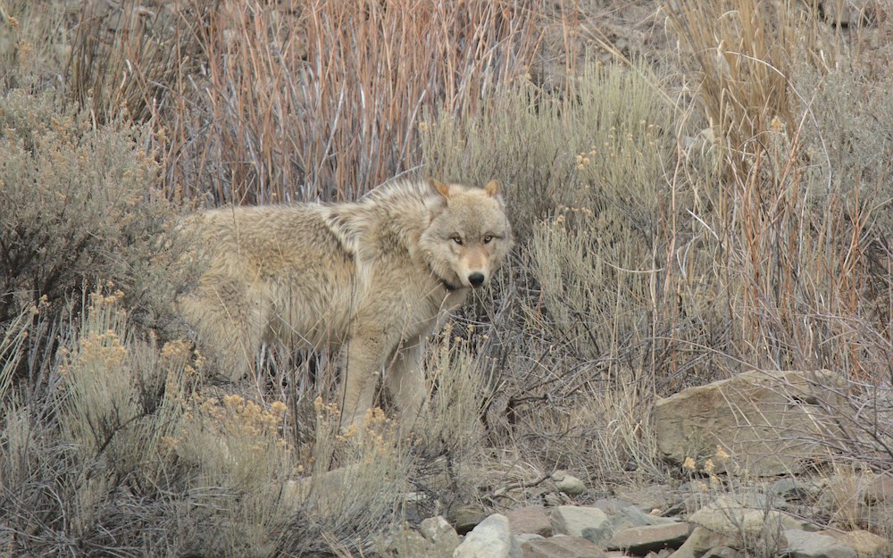 bfc One Wolf Facing Me 3083
