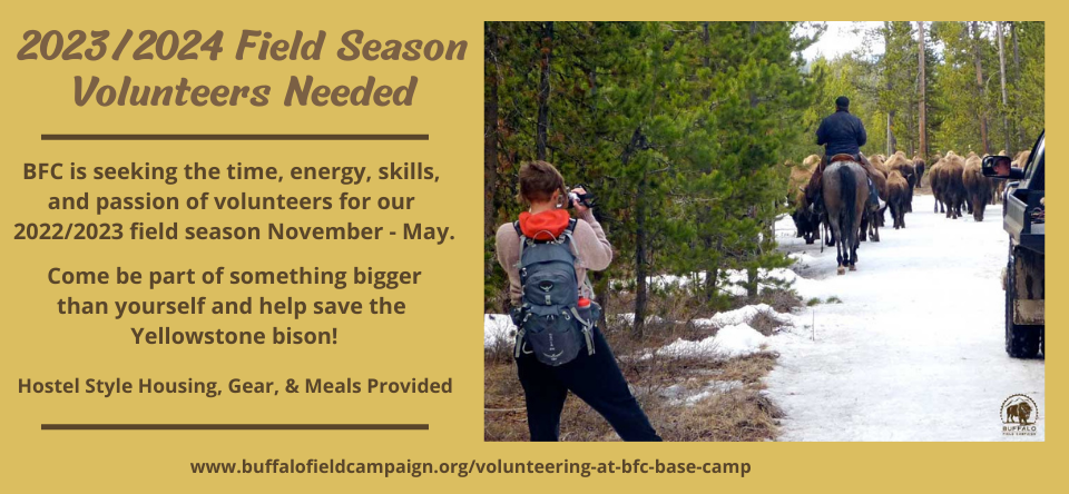 Buffalo Field Campaign Volunteers 2022 2023