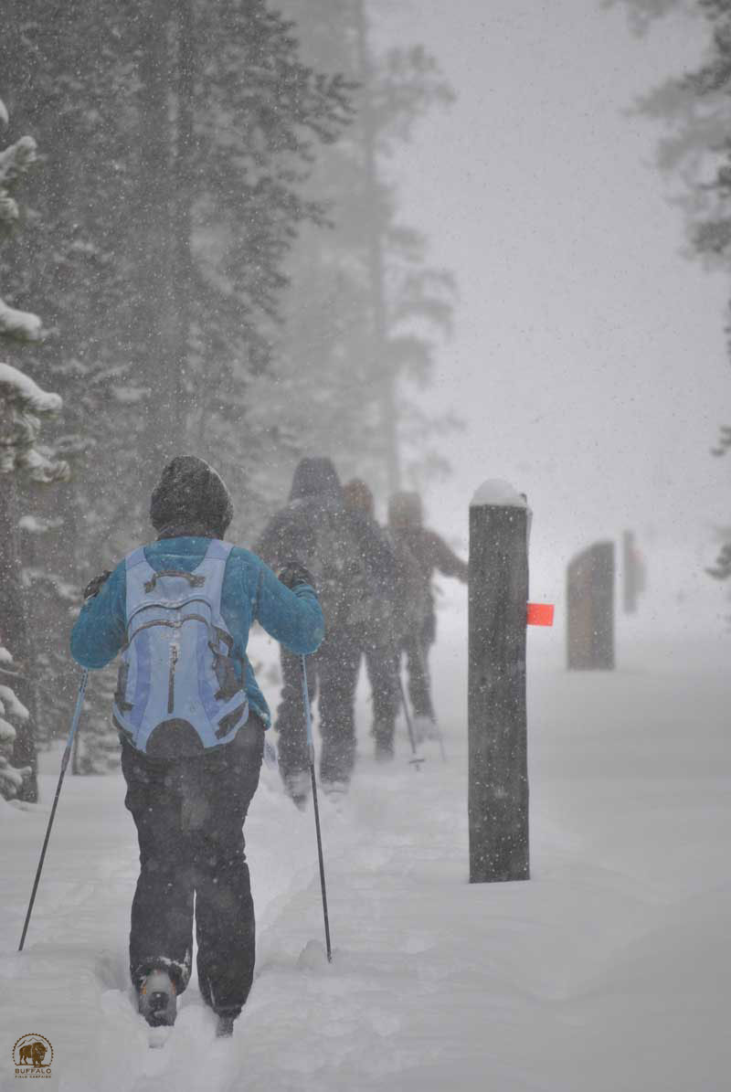 Buffalo Field Campaign Volunteers Skiing Yellowstone National Park Boundary
