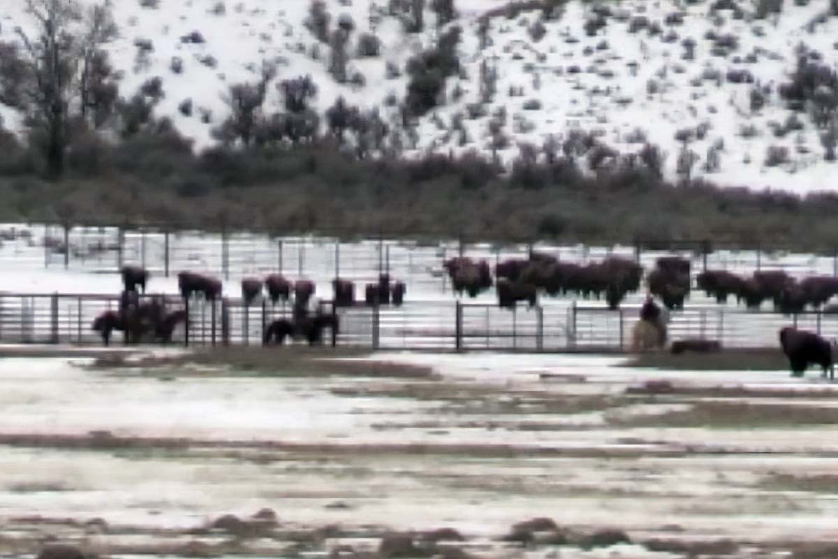Yellowstone sends 26 of our last wild bison to slaughter
