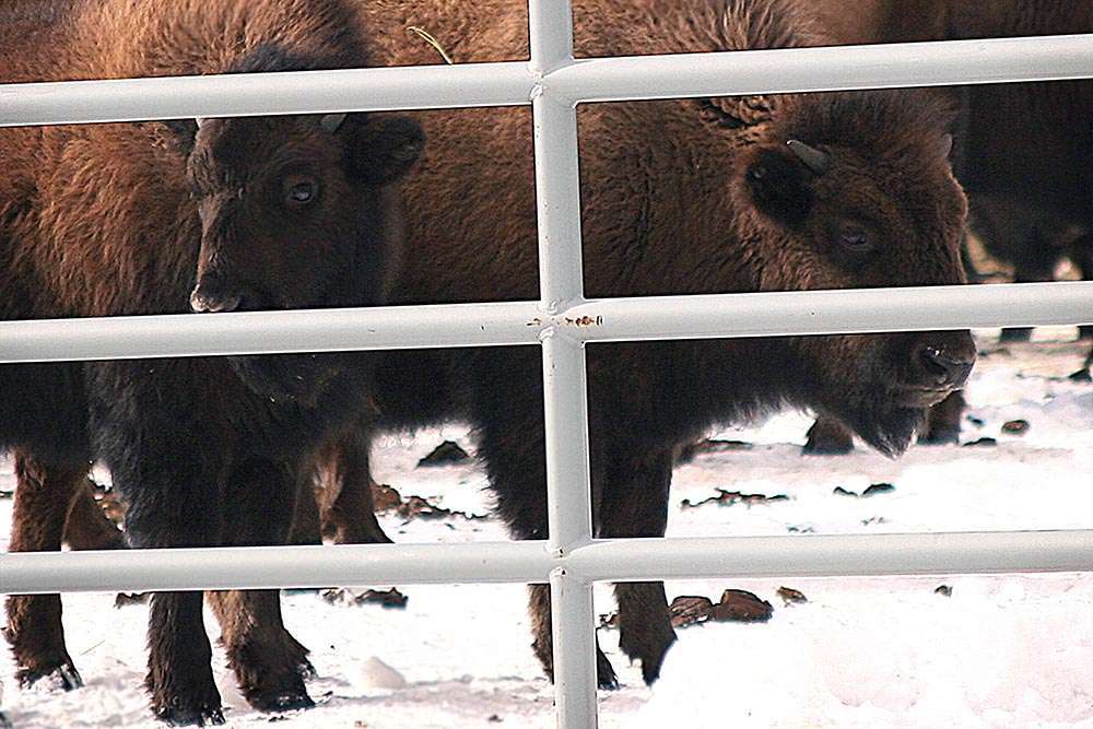 Behind gate at Stephens Creek