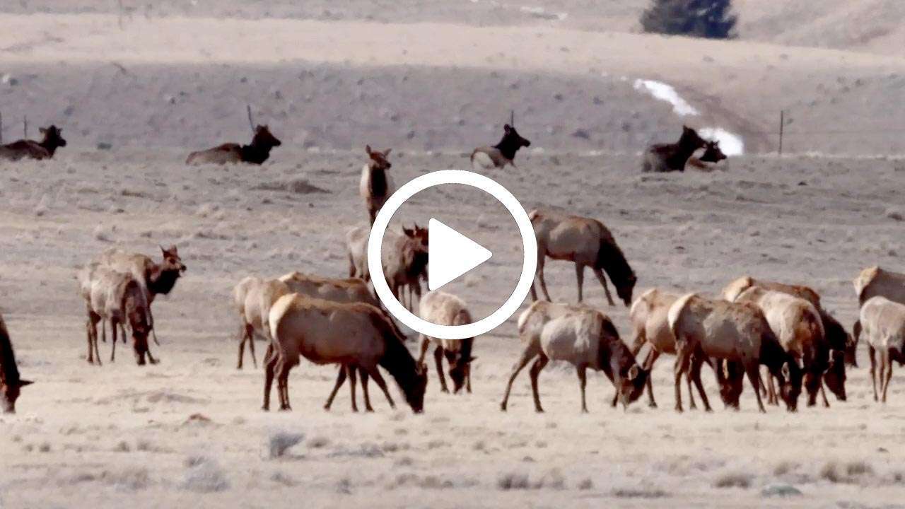 Video: Why Elk but not Buffalo
