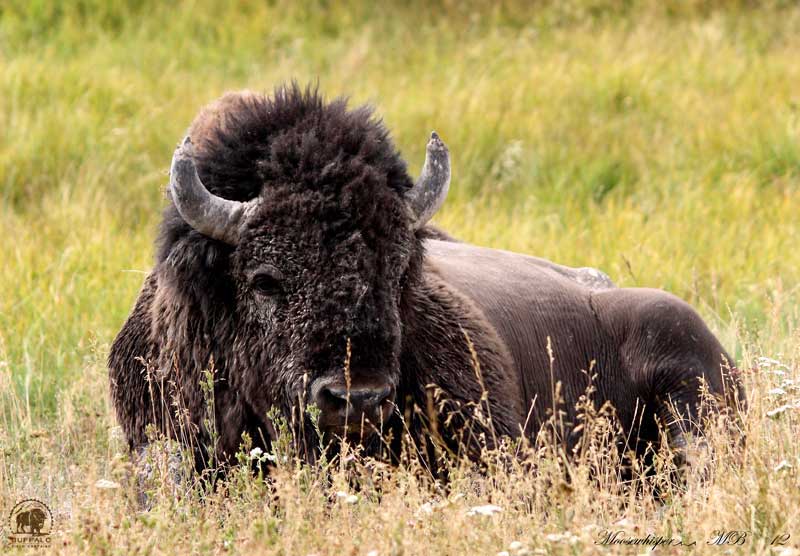 Buffalo Field Campaign - Yellowstone Bison Bull