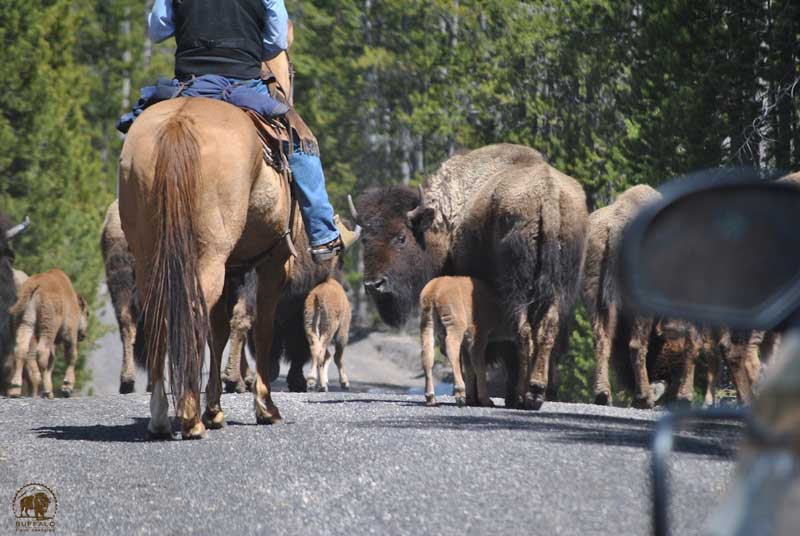 yellowstone bison hazing operation