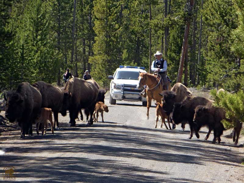 yellowstone bison hazing operation