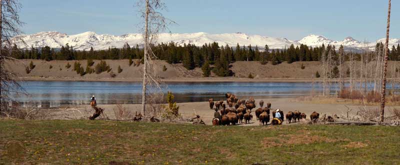 yellowstone bison hazing operation madison river
