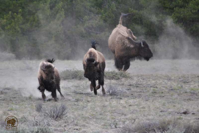 Yellowstone buffalo enjoying year round habitat.