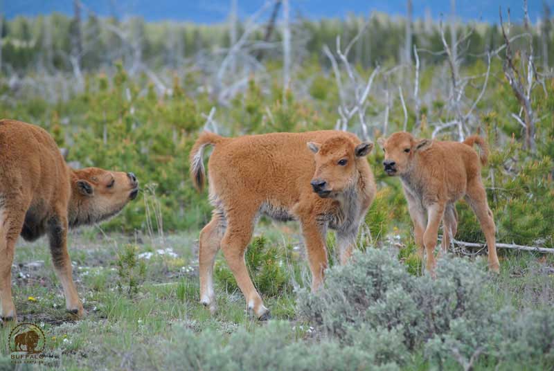 Yellowstone  Bison Calves