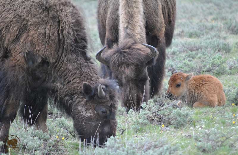 Grazing Yellowstone Buffalo
