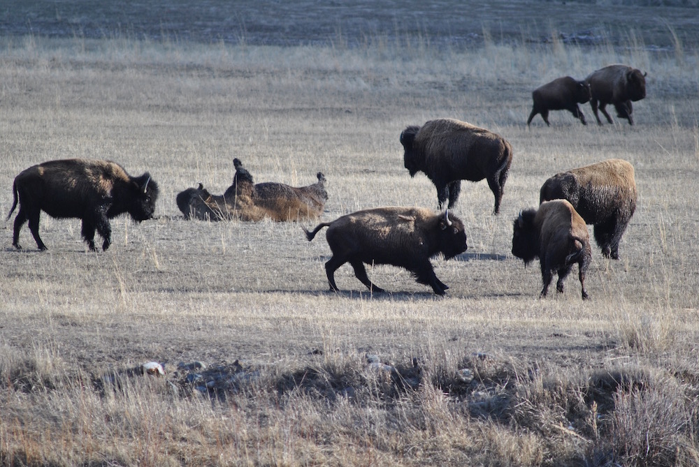 Stephany Seay photo.  Gardiner, MT.  Cutler meadows buffalo party. 