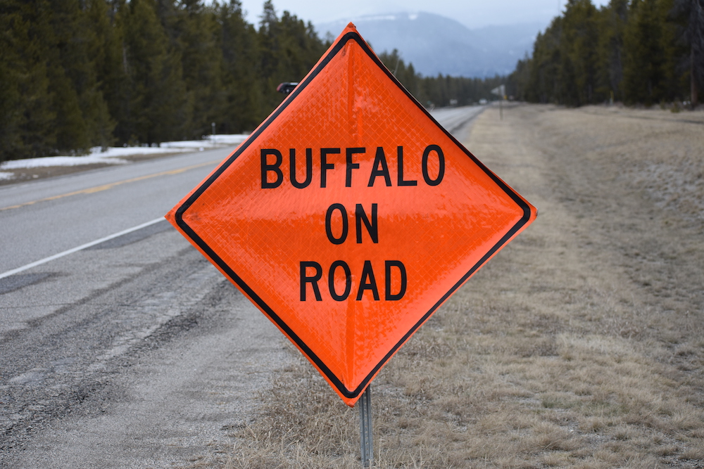 2021 04 15 01 003 Buffalo on road