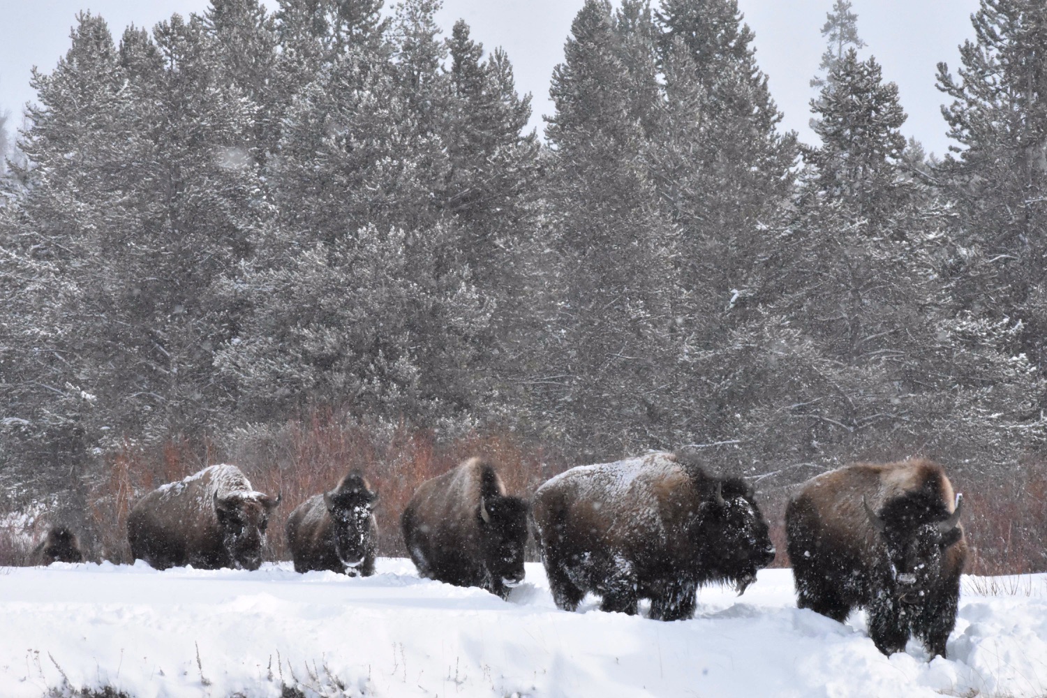 bfc 2022 11 25 bison in snow