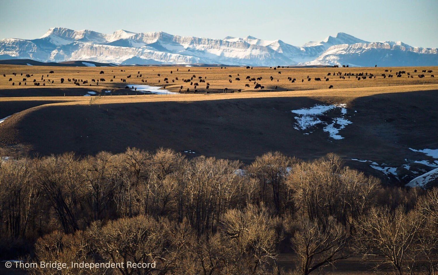 bfc blackfeet bison restoration thom bridge copyright