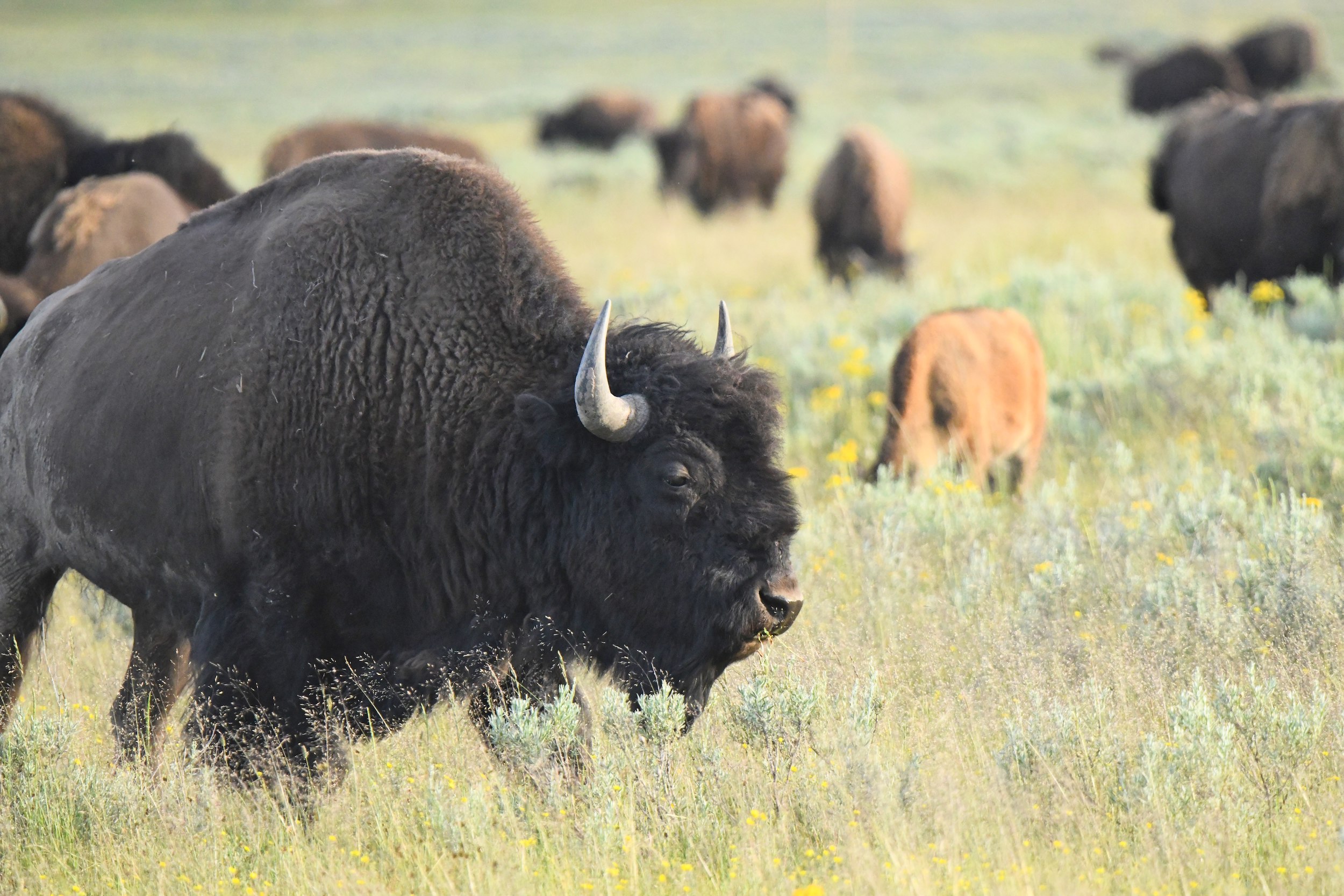 Buffalo Field Campaign To Protect Wild Buffalo August 2023 photo Jackson Doyel BFC Wildlife Biologist