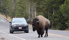bfc Buffalo on Road