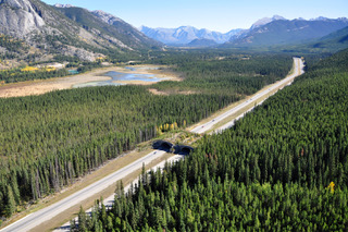 bfc overpass Banff National Park Image by AP Clevenger courtesy of ARC Solutions