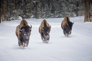 A trio of bison on a snowy road of Yellowstone National Park.