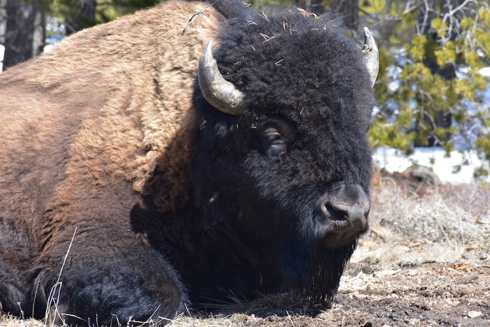 2020 04 21 01 001 on the buffalo trail april 2020