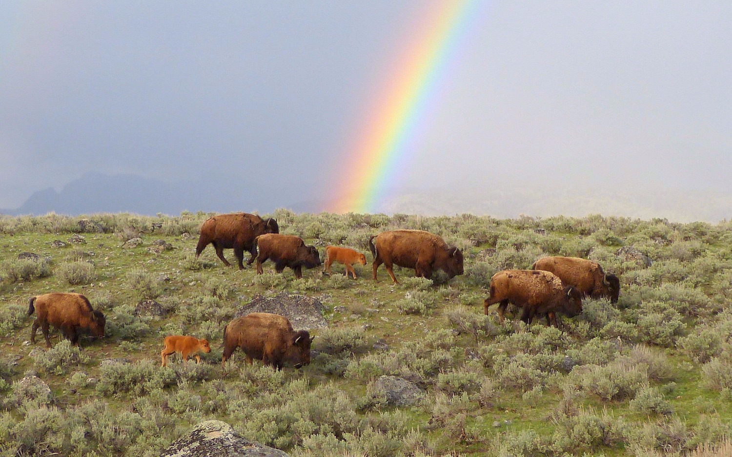 bfc image rainbow buffalo