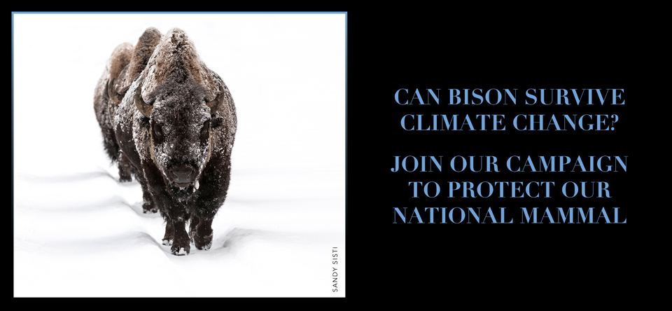 bfc banner can bison survive climate change
