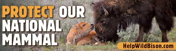 help wild bison