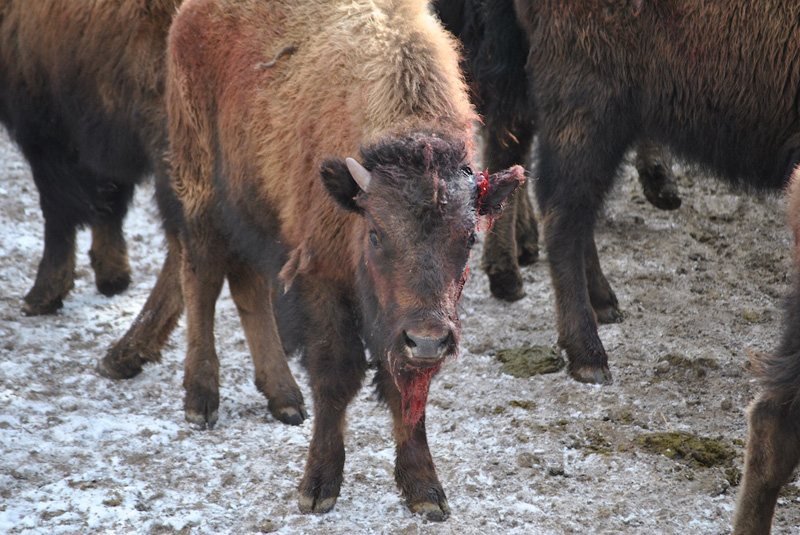 Bison Calf Stephens Creek Quarantine