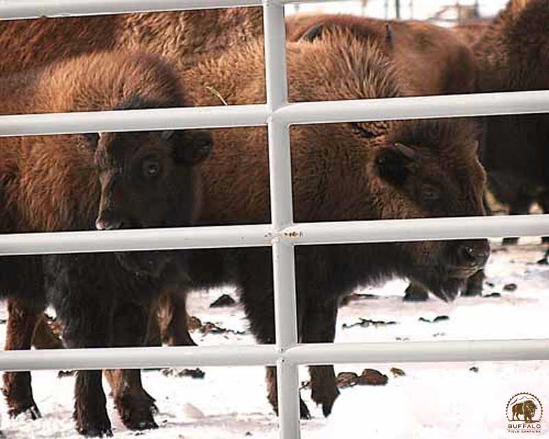 2023 02 01 bison in capture facility