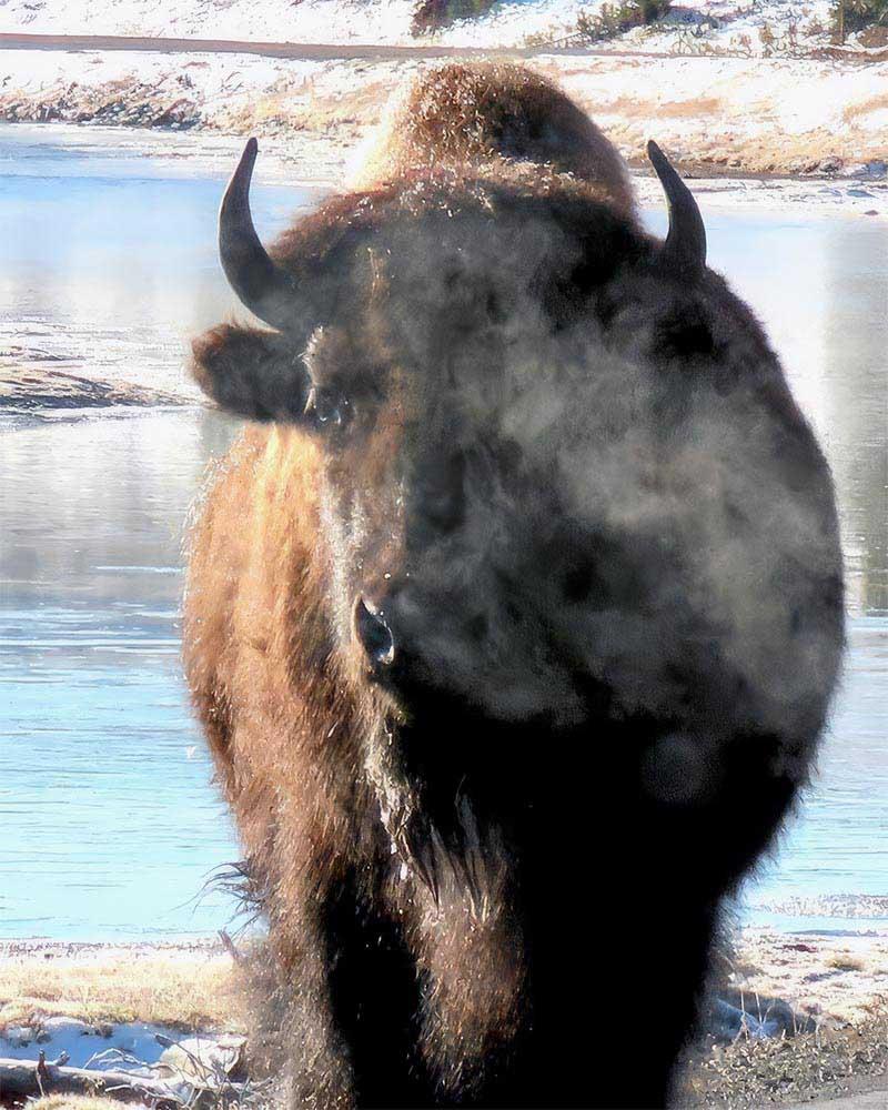 Buffalo Smoke Cindy Schaffer