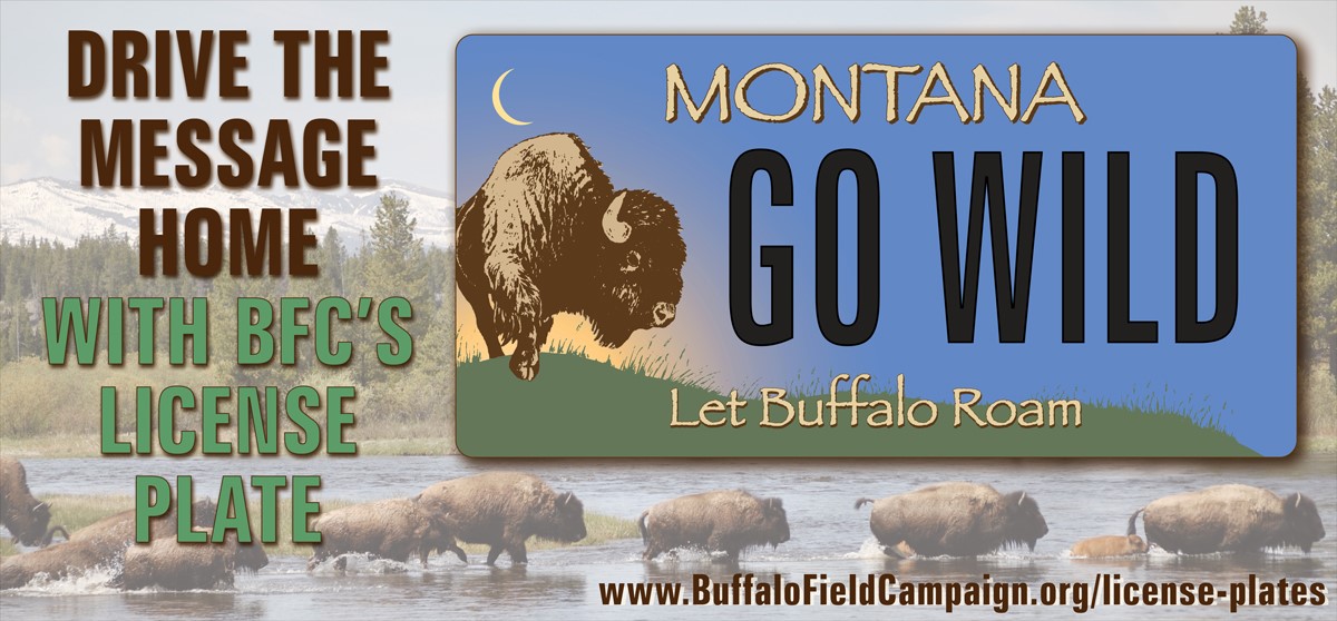 Buffalo Field Campaign Montana License Plate