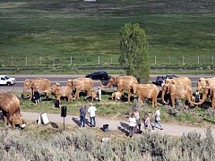 Great Elephant Migration Event All the Elephants May 2025
