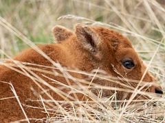 New Life