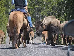 Livestock Agent Buffalo Mom