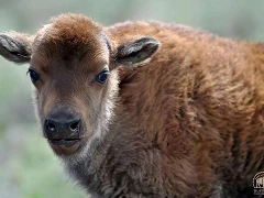 Bison Receive Dual Classification in Colorado